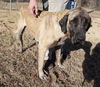 TENNESSEE, MEMPHIS;**URGENT NEED FOSTER** 