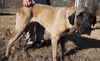 TENNESSEE, MEMPHIS;**URGENT NEED FOSTER** 