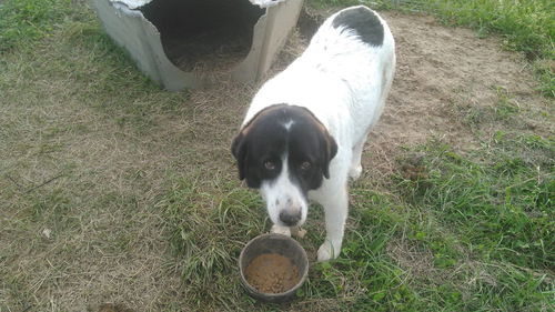 ARKANSAS, LIVESTOCK GUARDIAN DOGS