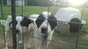 ARKANSAS, LIVESTOCK GUARDIAN DOGS