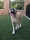 TEXAS, DALLAS: **PENDING** 
