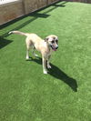 TEXAS, DALLAS: **PENDING** 