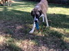 TEXAS, DALLAS; **URGENT NEEDS FOSTER** 