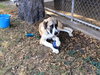 TEXAS, DALLAS; **URGENT NEEDS FOSTER** 