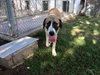 TEXAS, DALLAS; **URGENT NEEDS FOSTER** 