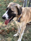 TEXAS, DALLAS; **URGENT NEEDS FOSTER** 