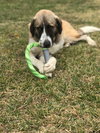 TEXAS, DALLAS; **URGENT NEEDS FOSTER** 