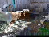 TEXAS, DALLAS; **NEEDS FOSTER** 