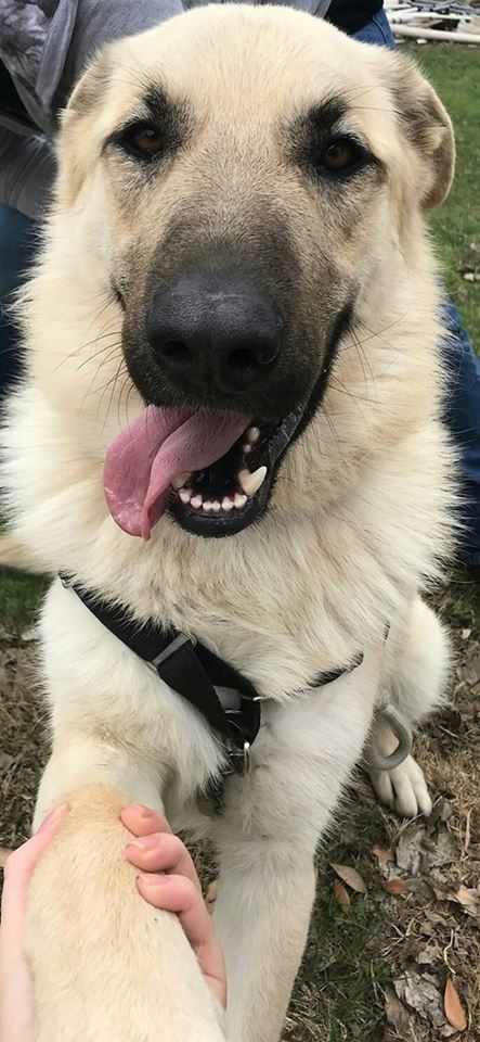 TEXAS, DALLAS; **NEEDS FOSTER** 