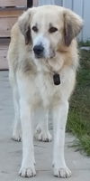 TEXAS, DALLAS; **NEEDS FOSTER** 