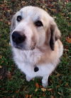 TEXAS, DALLAS; **NEEDS FOSTER** 