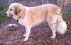 TEXAS, DALLAS; **NEEDS FOSTER** 