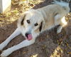 TEXAS, DALLAS; **NEEDS FOSTER** 