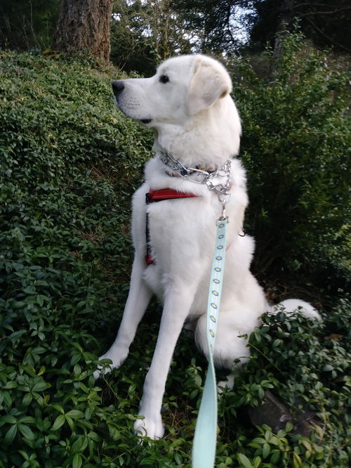 OREGON, SALEM;  BOLT