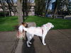 OREGON, SALEM;  BOLT