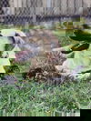TEXAS, DALLAS, **FOSTER OR ADOPT** 