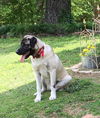 TEXAS, DALLAS; **NEEDS FOSTER** 