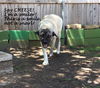 TEXAS, DALLAS; **NEEDS FOSTER** 