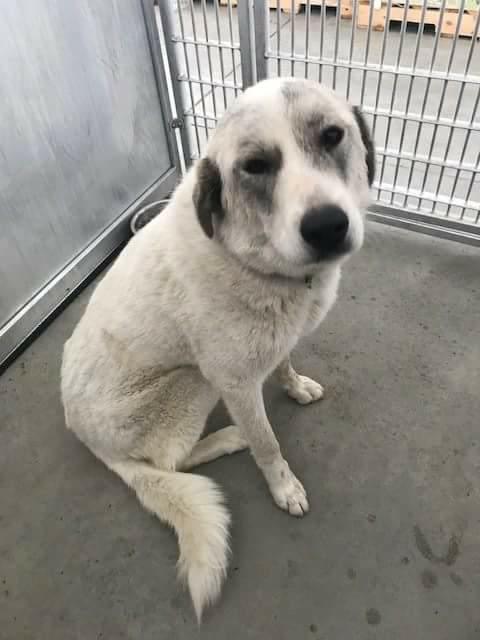 TEXAS, DALLAS; **NEEDS FOSTER** 