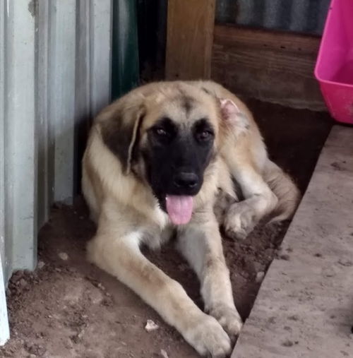 TEXAS, DALLAS; **ADOPTION PENDING** 