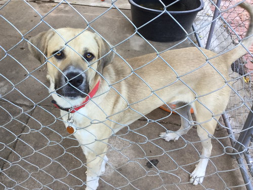 TEXAS, TEMPLE; **NEEDS ADOPT** 