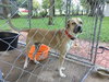 TEXAS, TEMPLE; **NEEDS ADOPT** 