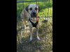 TEXAS, TEMPLE; **NEEDS ADOPT** 