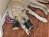 TEXAS, IRVING; **URGENT** 