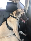 TEXAS, IRVING; **URGENT** 
