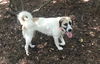 TEXAS, HUNTSVILLE; **NEEDS ADOPT** 