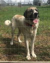 TEXAS, HUNTSVILLE; **NEEDS ADOPT** 