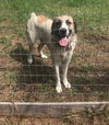 TEXAS, HUNTSVILLE; **NEEDS ADOPT** 