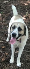 TEXAS, HUNTSVILLE; **NEEDS ADOPT** 