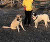 TEXAS, WYLIE; **URGENT** 