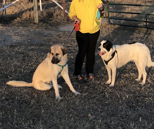 TEXAS, WYLIE; **URGENT** 