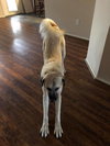 TEXAS, WYLIE; **URGENT** 