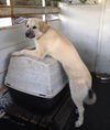 N. CAROLINA; WAKE FOREST; **NEEDS ADOPT** 