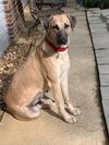 TENNESSEE, CHATTANOOGA; **NEEDS ADOPT** 