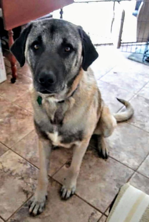 TEXAS, DALLAS; *NEEDS FOSTER* 