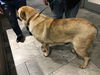 OKLAHOMA, STILLWATER; **ADOPTED**