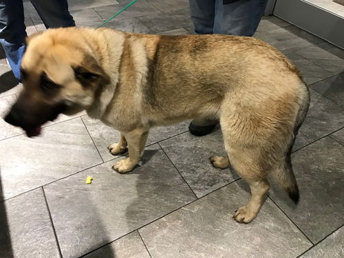 OKLAHOMA, STILLWATER; **ADOPTED**