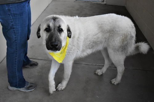 TEXAS, DALLAS; **NEEDS FOSTER**  CC MALE 2YO