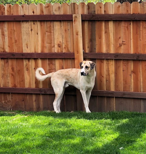 CALIFORNIA, WATSONVILLE;  CHANCE