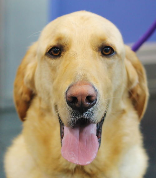 OREGON, SCIO **NEEDS ADOPTER** 