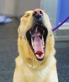 OREGON, SCIO **NEEDS ADOPTER** 