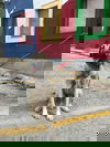 TEXAS, DALLAS; **FOSTER or ADOPT** 