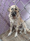 KENTUCKY, LEXINGTON; **URGENT - IN SHELTER**