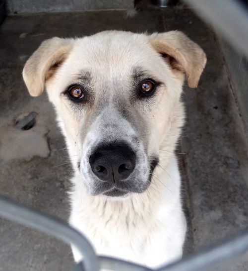 GEORGIA, CHICKAMAUGA; **URGENT - IN SHELTER**