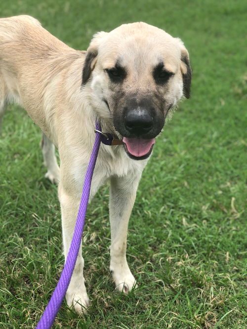 TEXAS, CONROE; **URGENT - IN SHELTER**