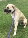 TEXAS, CONROE; **URGENT - IN SHELTER**
